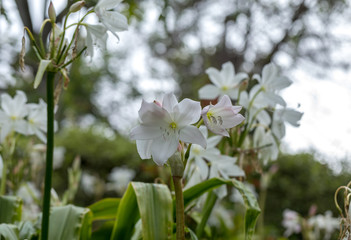 Coelia bella - a species of orchid native to Mexico, Guatemala, Honduras  and Costa Rica
