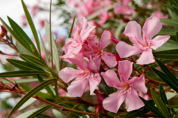 pink tropical flowers among green leaves