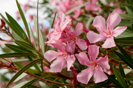 Pink Tropical Flowers Among Green Leaves