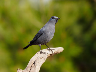 Blue rock- thrush, Monticola solitarius