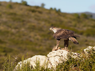 Bonelli's eagle, Hieraaetus fasciatus