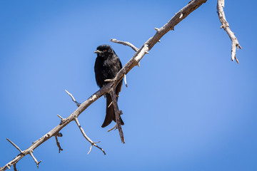 Trauerdrongo
