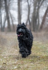 Adult giant schnauzer on a walk