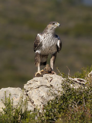 Bonelli's eagle, Hieraaetus fasciatus