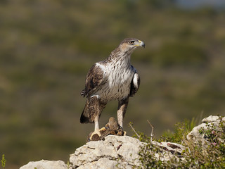 Bonelli's eagle, Hieraaetus fasciatus