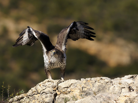 Bonelli's eagle, Hieraaetus fasciatus