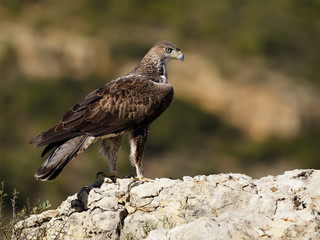 Bonelli's eagle, Hieraaetus fasciatus