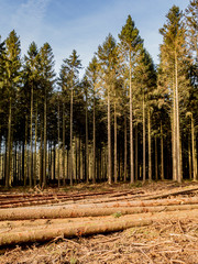 Stoumont, Belgium. Forest near the belgian village of Stoumont on a sunny January afternoon.