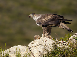 Bonelli's eagle, Hieraaetus fasciatus