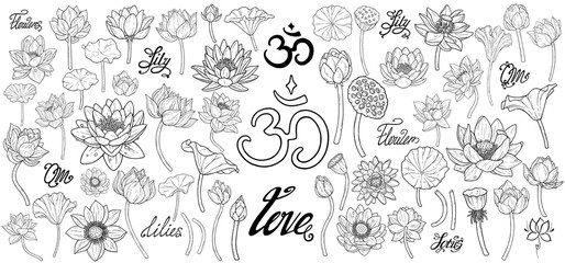Lotus flower botanical vector drawing is isolated on a white background. Set decorative element for design. Set of plants hand work illustration