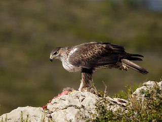 Bonelli's eagle, Hieraaetus fasciatus