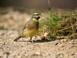 Cirl bunting, Emberiza cirlus