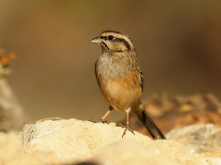 Cirl bunting, Emberiza cirlus