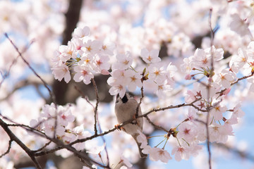 満開の桜の花の蜜をついばむスズメ