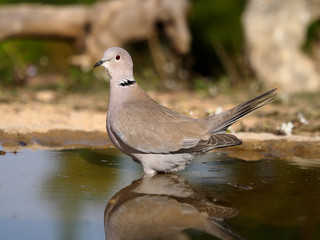 Collared dove, Streptopelia decaocto,  single bird in water, Spain, January 2020