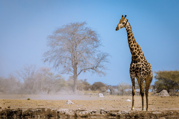 Giraffe