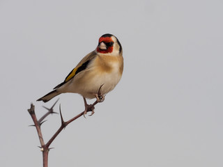 Goldfinch, Carduelis carduelis
