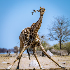Giraffe
