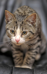 striped with white european shorthair