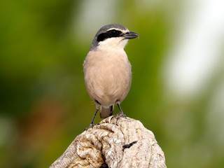 Iberian grey-shrike, Lanius meridionalis