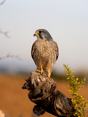 Kestrel, Falco tinnunculus