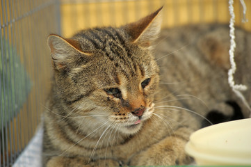 caged cat in the shelter