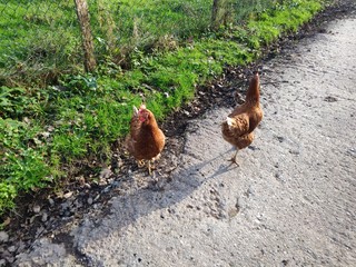 Gallinas de campo libres