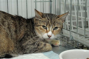 caged cat in the shelter