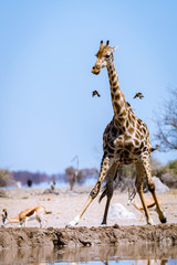 Giraffe © Sascha