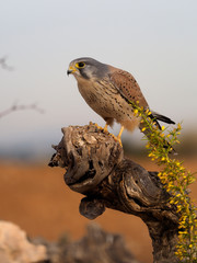 Kestrel, Falco tinnunculus