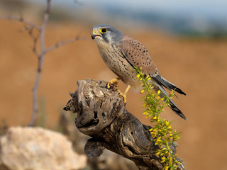 Kestrel, Falco tinnunculus