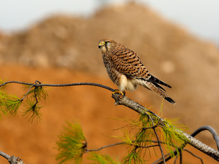Kestrel, Falco tinnunculus
