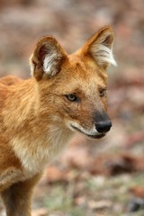 jackal in serengeti national park tanzania africa