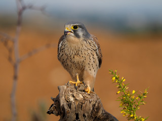 Kestrel, Falco tinnunculus