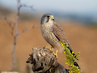 Kestrel, Falco tinnunculus