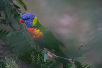 close up rainbow lorikeet in tree