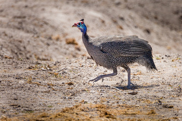 Perlhuhn