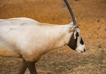 Arabian Oryx in Saudi Arabia Animal Reserve, Al Ula