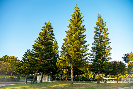 Araucaria trees in Israel park on a sunny day. 