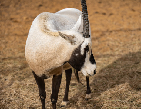 Arabian Oryx In Saudi Arabia Animal Reserve, Al Ula