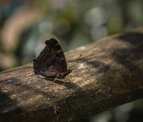 Obraz premium Butterfly Brown 