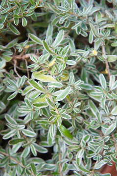 Coprosma kirkii variegata evergreen plant vertical