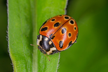 Eyed Ladybird (Anatis ocellata). 