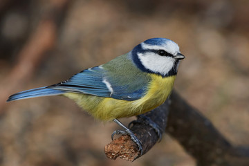 Blue Tit (Cyanistes caeruleus)