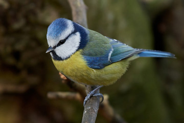 Blue Tit (Cyanistes caeruleus)