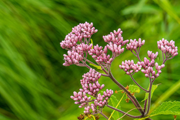 Rote Blume im Algonqion Nationalpark