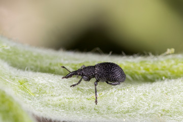   The black beetle of the subfamily Apioninae belongs to the Brentidae family. black beetle of subfamily Apioninae