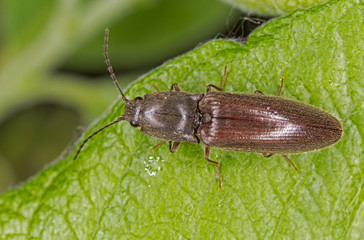 Athous beetle is a genus of click beetles belonging to the family Elateridae