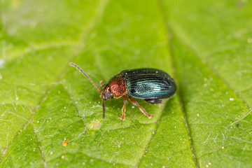 Beetle Crepidodera aurata. Willow flea beetle, Crepidodera aurata on green leaf.