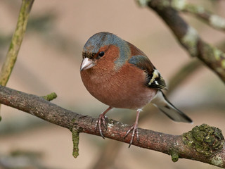 Common chaffinch (Fringilla coelebs)